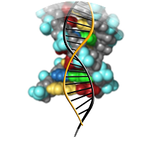 Nutrizione Nutrizione e DNA