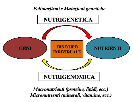 Nutrigenetica Nutrigenetica e nutrigenomica